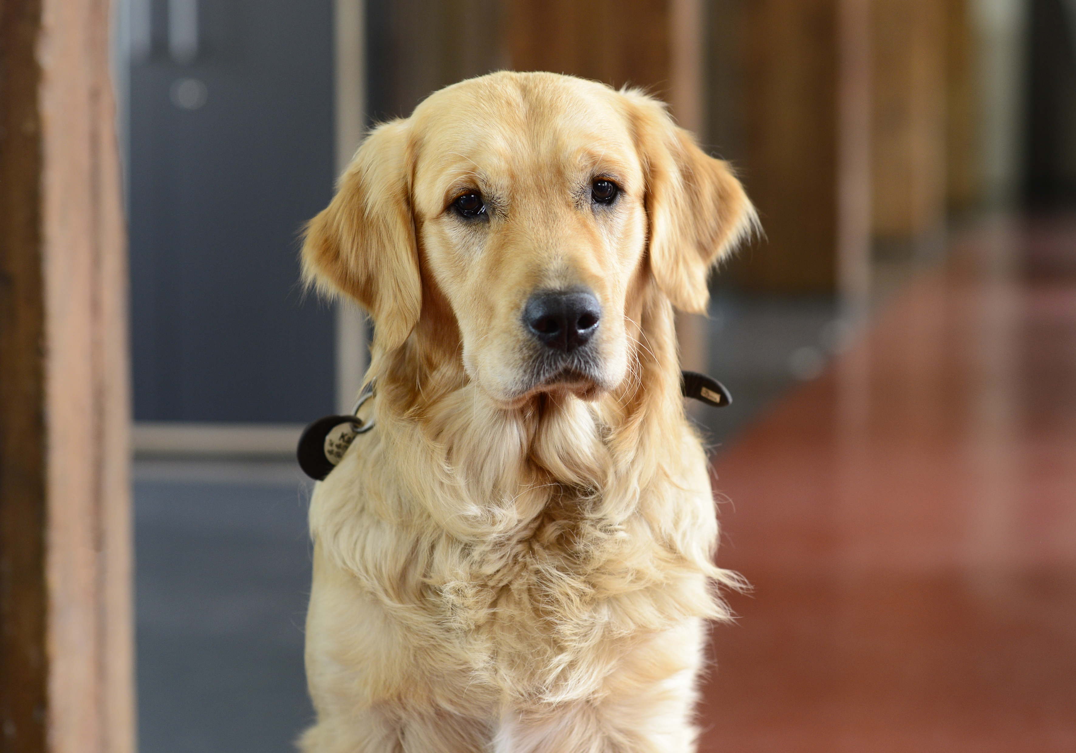 Bürohund im HiTALENT-Büro